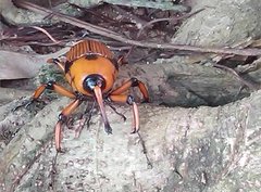 Cyrtotrachelus thompsoni