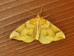 Eulithis propulsata