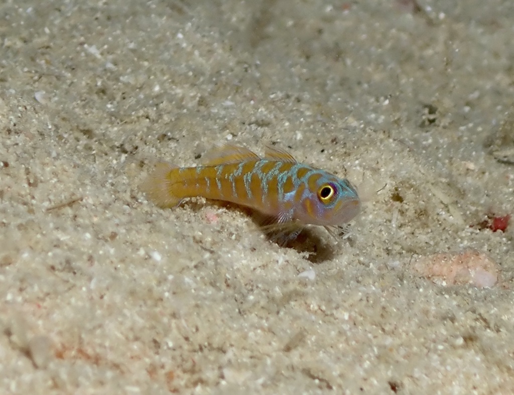 Meander Dwarfgoby