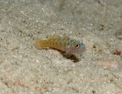 Meander Dwarfgoby photo 2