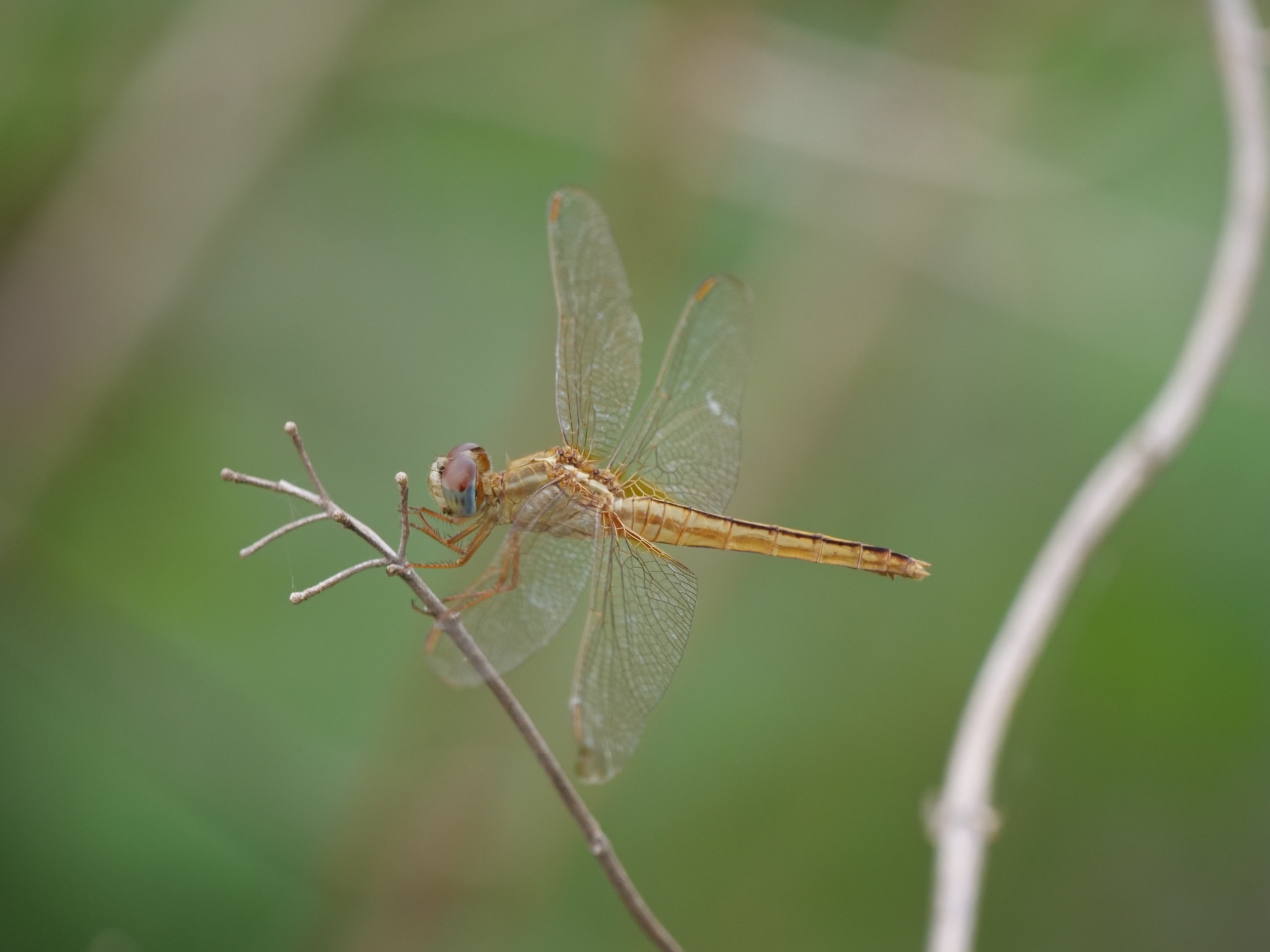 Scarlet Skimmer