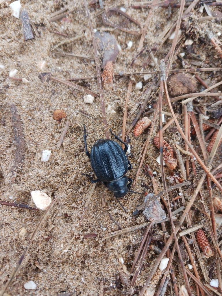 Pimelia grossa