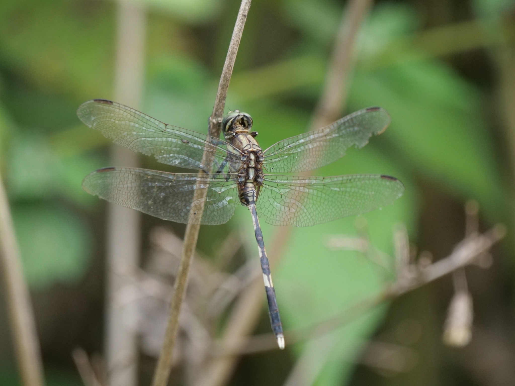Slender Skimmer