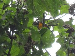 Icterus icterus