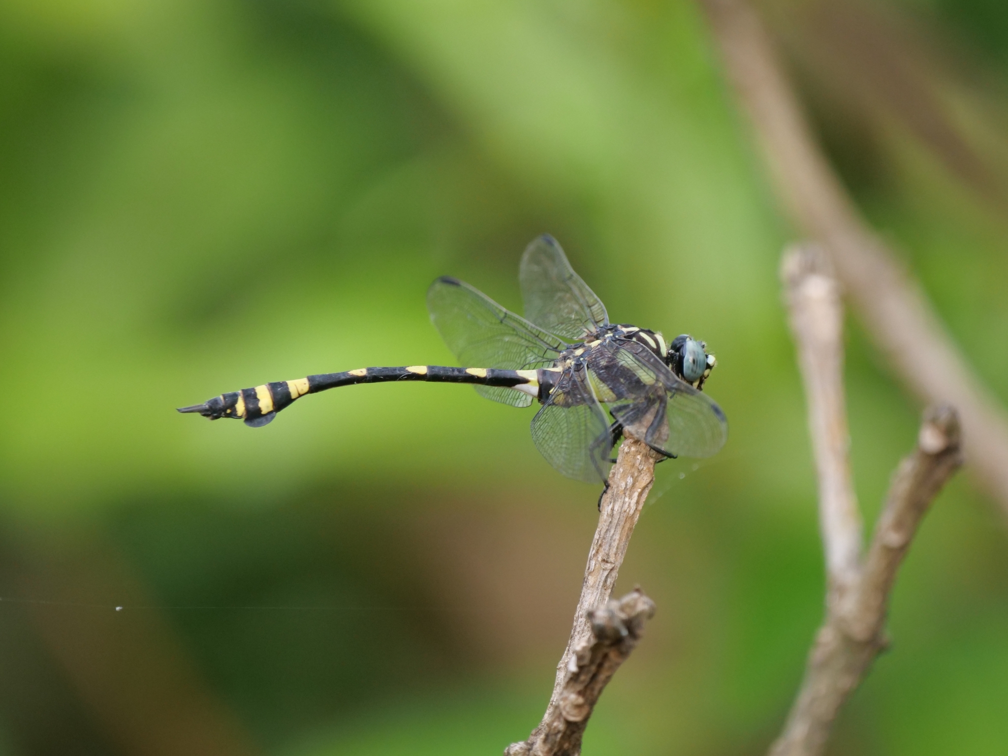 Indian Common Clubtail
