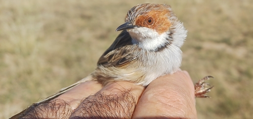 Malcorus pectoralis ocularius