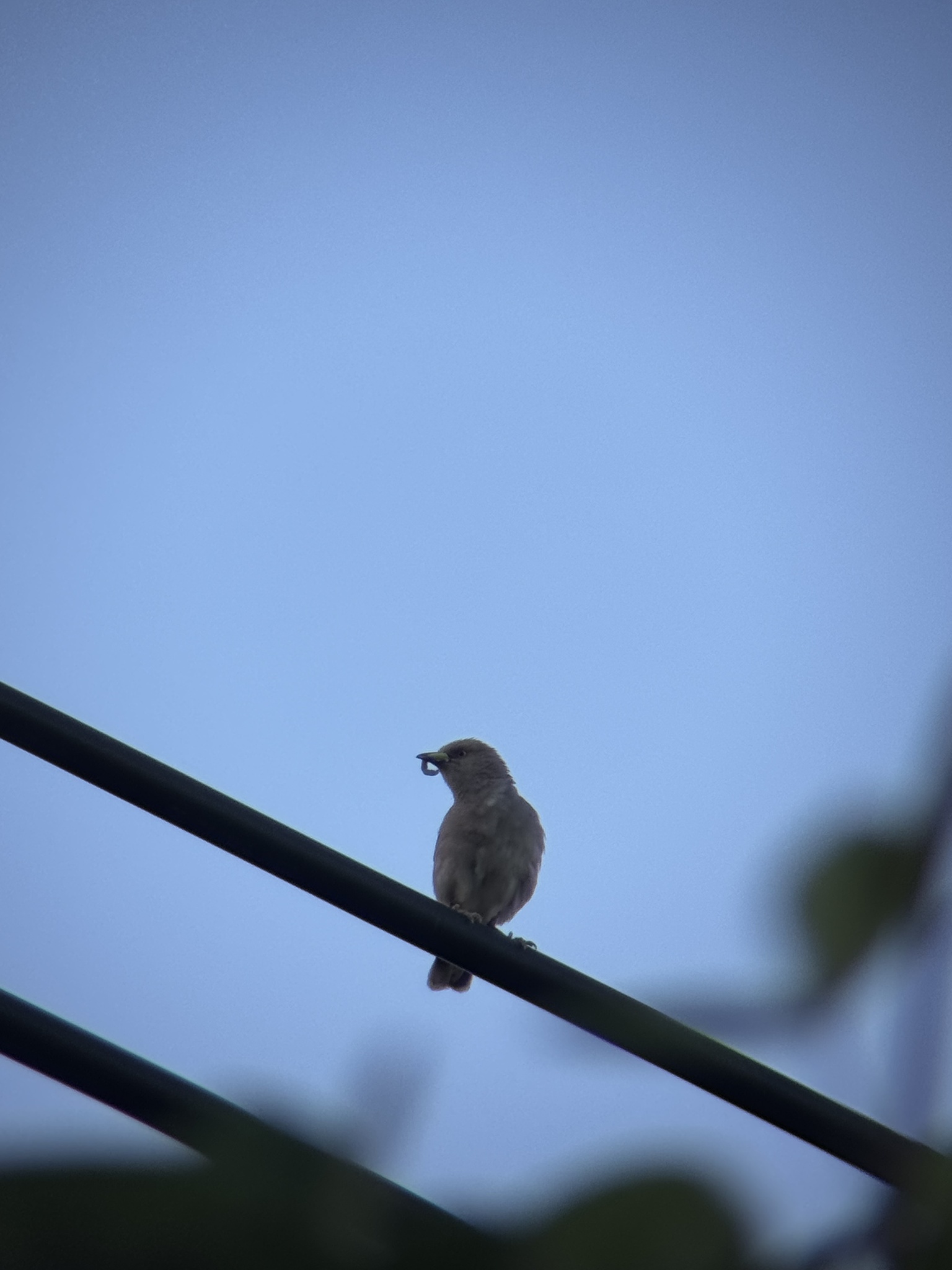 White-shouldered Starling