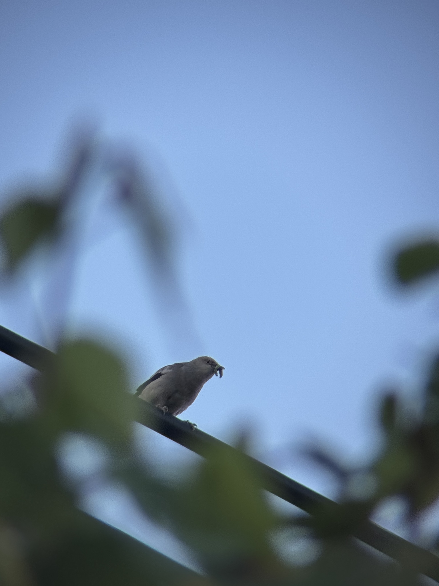 White-shouldered Starling