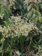 Ligustrum lucidum
