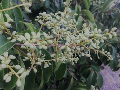 Ligustrum lucidum