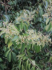 Ligustrum lucidum
