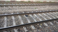 Corvus macrorhynchos culminatus