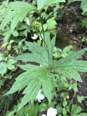 Anemonastrum canadense