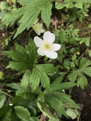 Anemonastrum canadense