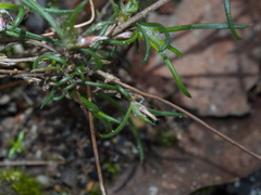 Laxmannia orientalis