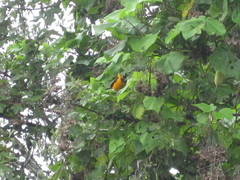 Icterus icterus