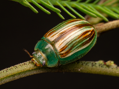 Orphana