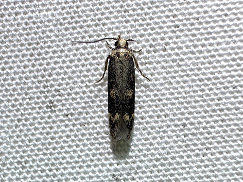 Trypanisma prudens photo 3