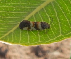 Spragueia funeralis