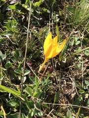 Crocus scharojanii