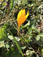 Crocus scharojanii