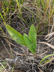 Solidago rigida