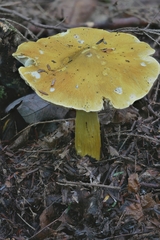 Tricholoma subluteum