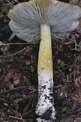 Tricholoma subluteum