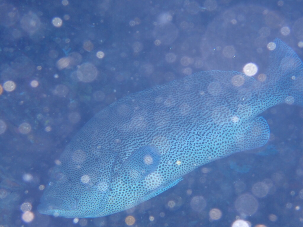 blue Maori