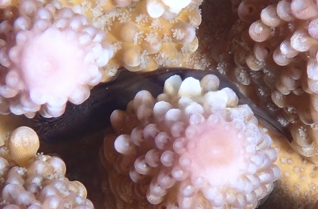Coral croucher (Caracanthus unipinna) — Scorpaenidae