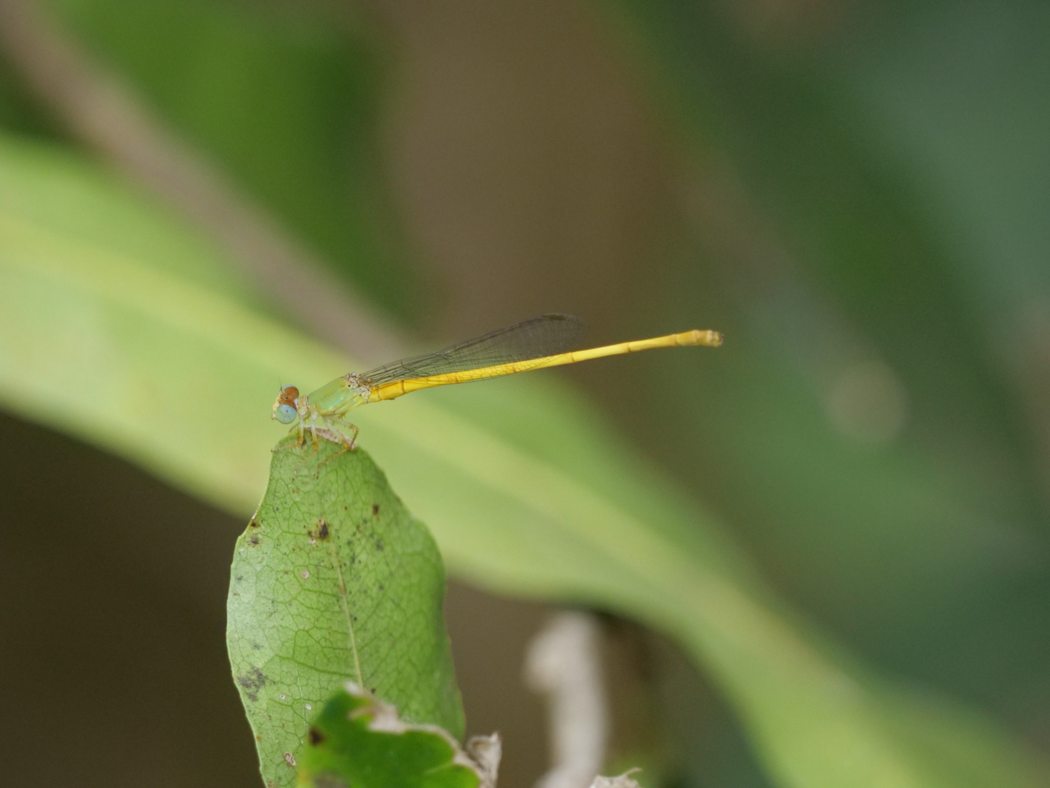 Coromandel Marsh Dart