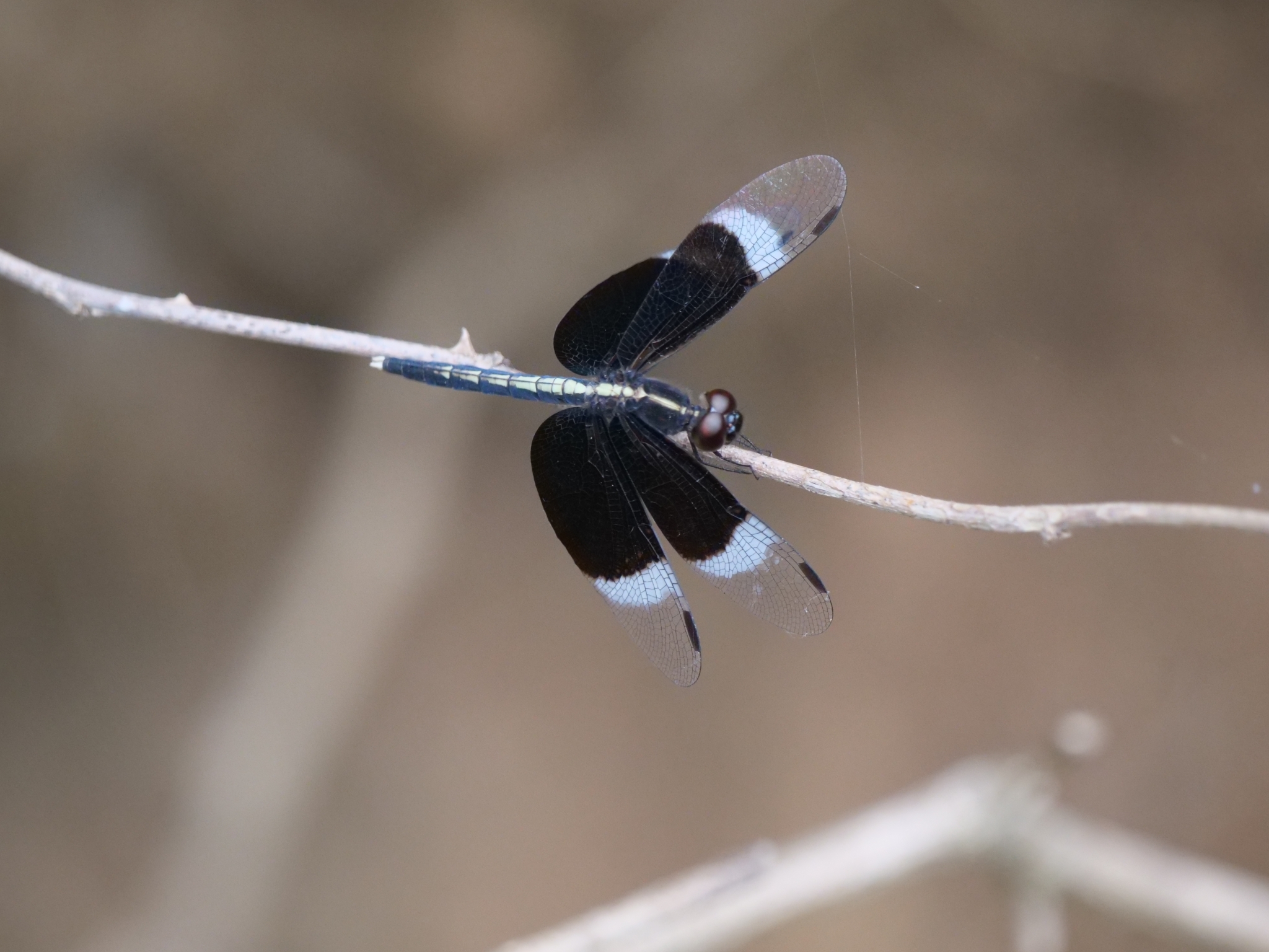 Pied Paddy Skimmer