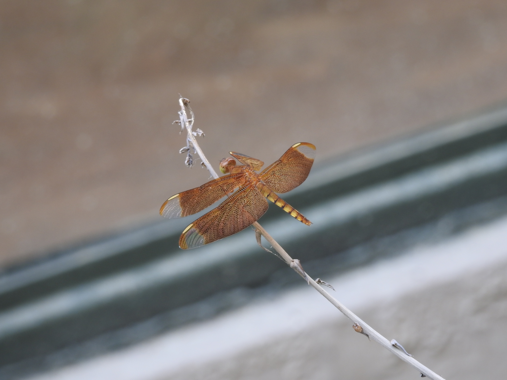 Fulvous Forest Skimmer