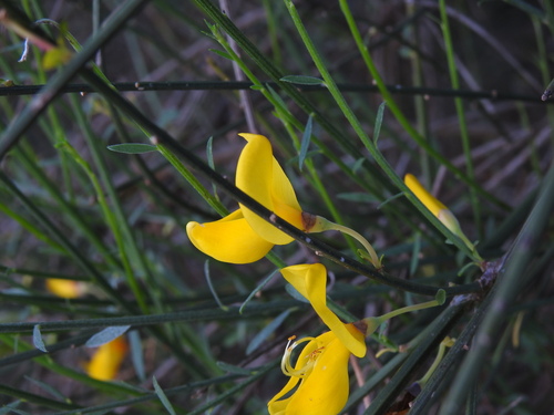 Cytisus grandiflorus, photograph 3