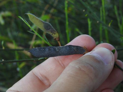 Cytisus grandiflorus, photograph 4