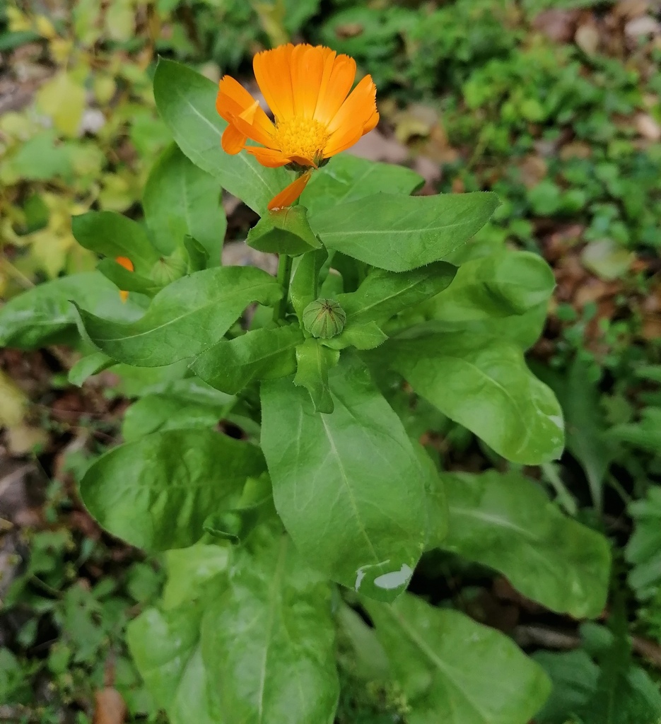 Calendula officinalis