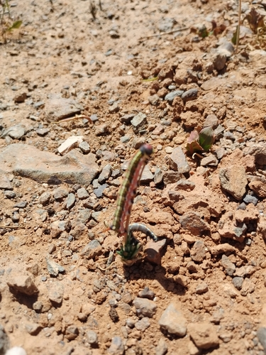 Striped Hawkmoth