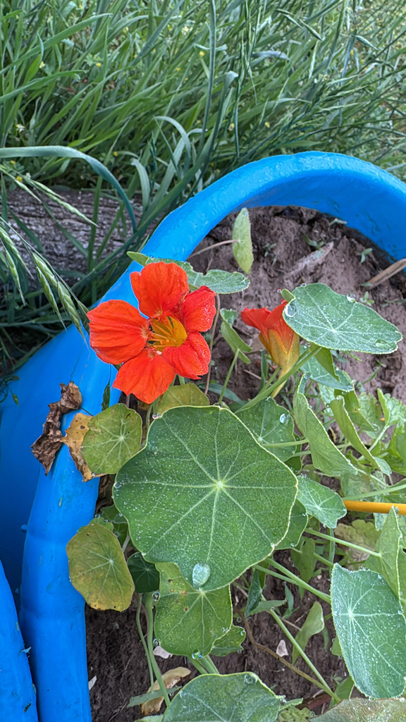 Tropaeolum majus
