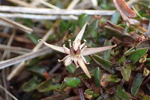 Caltha novae-zelandiae