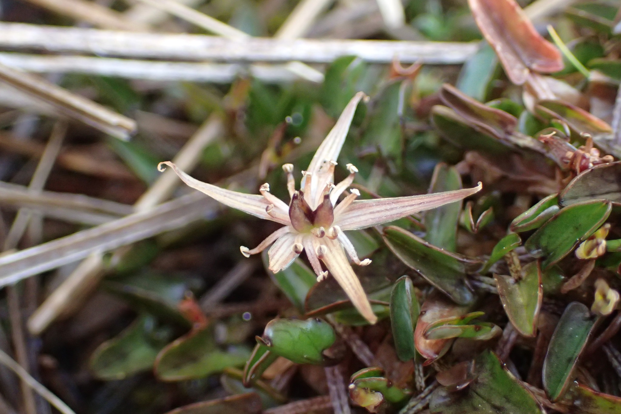 Caltha novae-zelandiae
