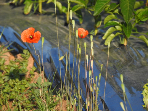 Papaver dubium