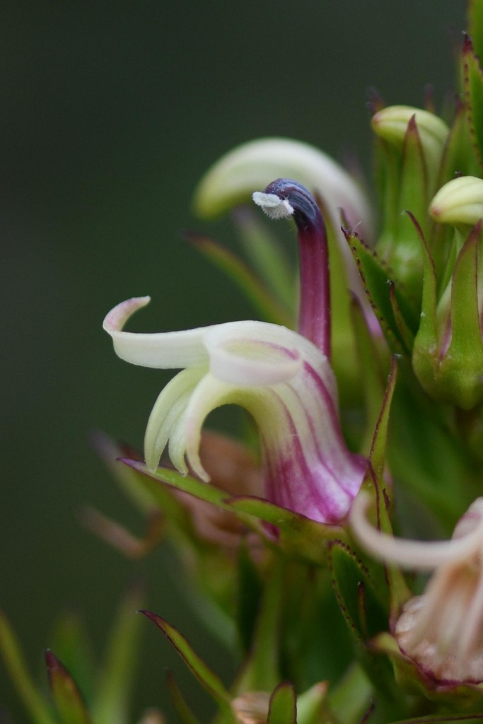 Lobelia stricta