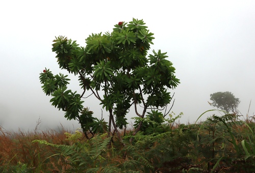 Angolan protea (Protea angolensis)
