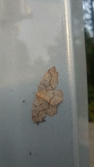 Lambdina fiscellaria