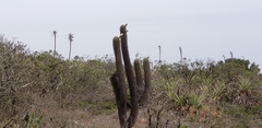 Trichocereus skottsbergii