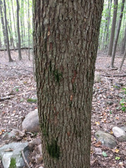 Magnolia acuminata