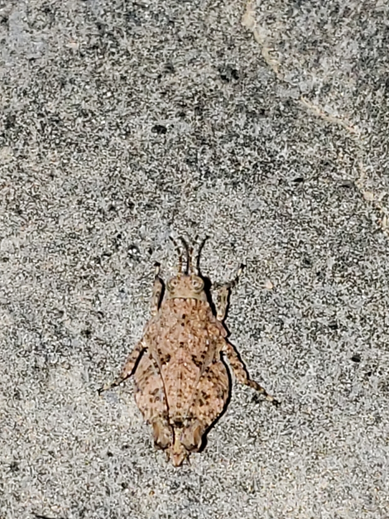 Hooded Grouse Locust