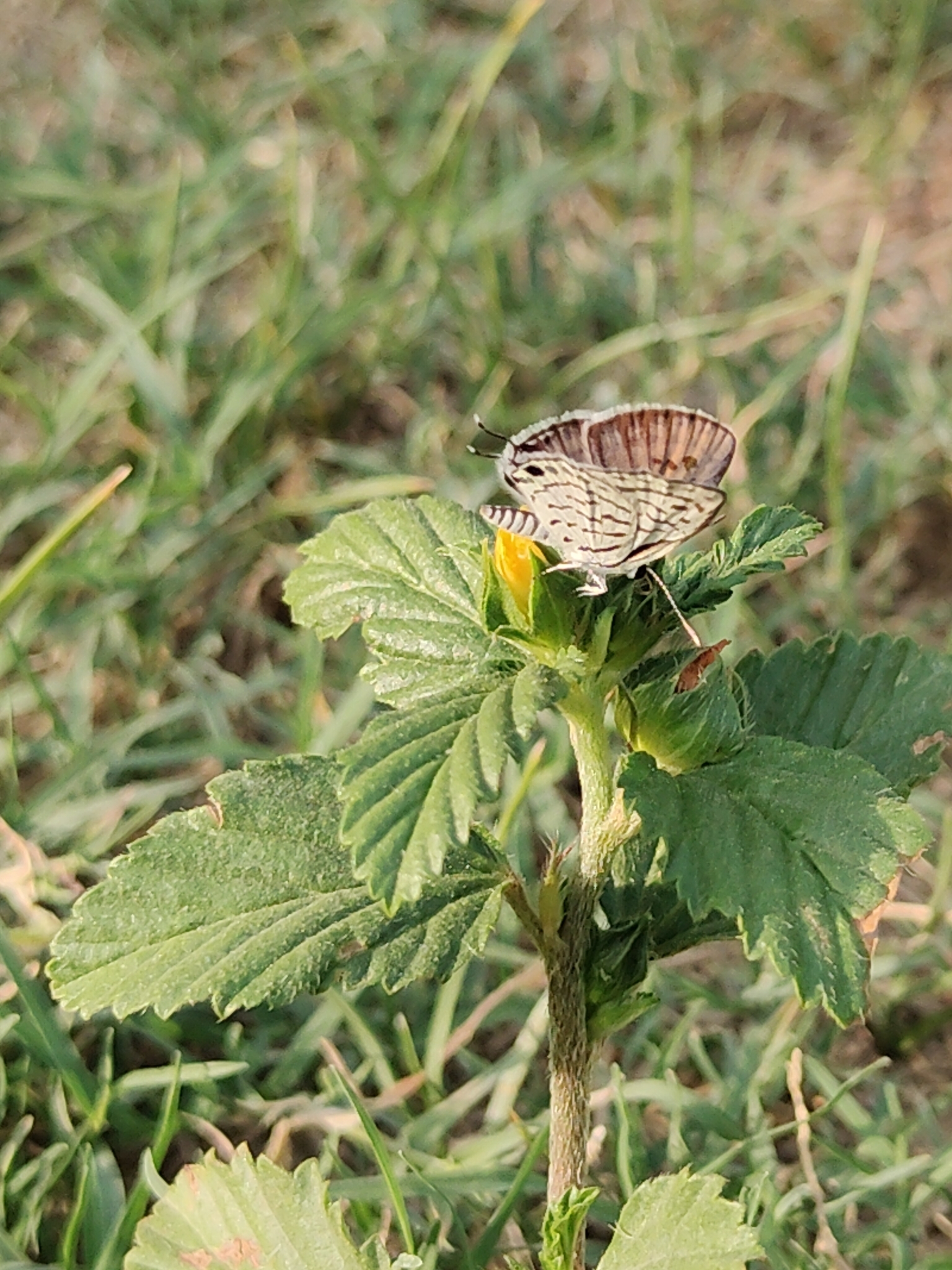 Little Tiger Pierrot