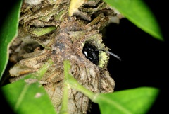 Calligaster himalayensis