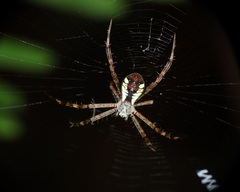 Argiope perforata